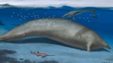 Perucetus colossus