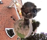 cat selfie