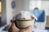 bunny in cup