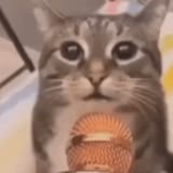 cat-microphone-meme