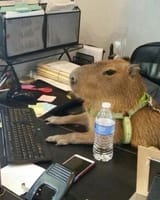 CapytalismFollow @capybara.lover_life 💙credit @capyverseSend your photo or video to be feature