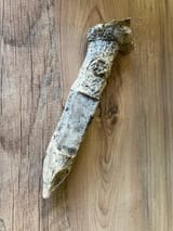 found-this-antler-in-the-garden-sharpened-into-a-peg-with-a-v0-e03qk5o9jjoa1