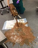 ewwdisg