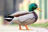 maennliche-ente-mit-gruenem-kopf-der-im-sommerpark-geht_127089-11320