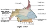714_Bone_of_Nasal_Cavity-1024x623