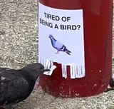 tired_of_being_a_birb_call_1_800_birb