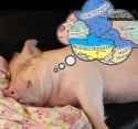pigdreamin