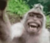 locked in monkey