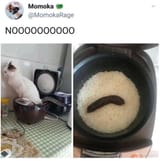 cat rice