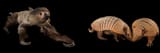 Linnaeus&#039;s Two-Toed Sloth &amp; Six-Banded Armadillos