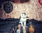Khajit