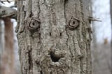 tree-4721608_1280