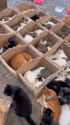 cat trap day of catches_thumb.jpg
