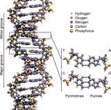 dna