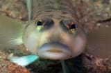 fishy