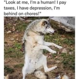 wolf vs human