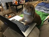 eatmoarveggiesplox