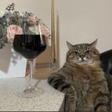 elegantcat