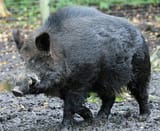 Boar-0