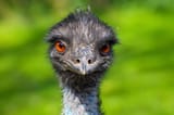 emu-oil-and-other-emu-products-89481089