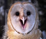 owl reaction face