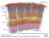 Cortical_Columns