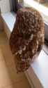 owl_thumb.jpg