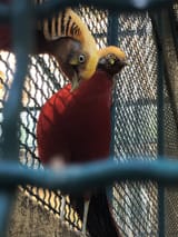 birbs