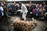 GIRAFFE-1-superJumbo