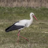 White_stork_(Ciconia_ciconia)_Białowieza