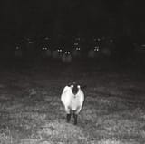 Lone Wolf