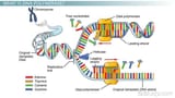 dna_and_rna_polymerase