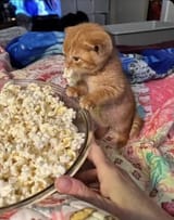 Kotnpopcorn2