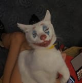 1730230103598221