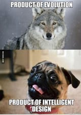EvolutionVsID