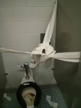 poo