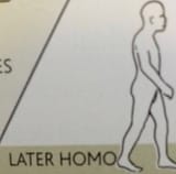 later homo