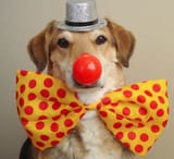 clowned