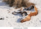 rotting-decomposing-cow-carcass-desert-260nw-7120585