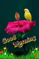 good morning