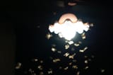 chink moth