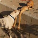 alian and dog