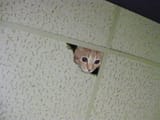 hole cat