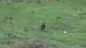 Ukrainian drone with remote detonation 04-08-2025 HD NIGGER_thumb.jpg
