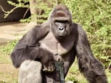 640px-Harambe