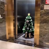 DogChristmas