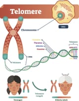 telomere-explainer-infographic