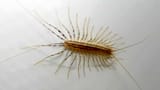 scutigera