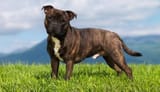 Staffy