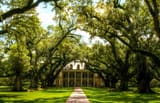 Live-Oak-Tree-1